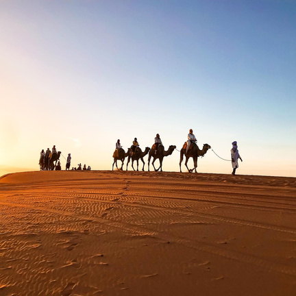 Siluetas de dromedarios recortadas contra el cielo del desierto