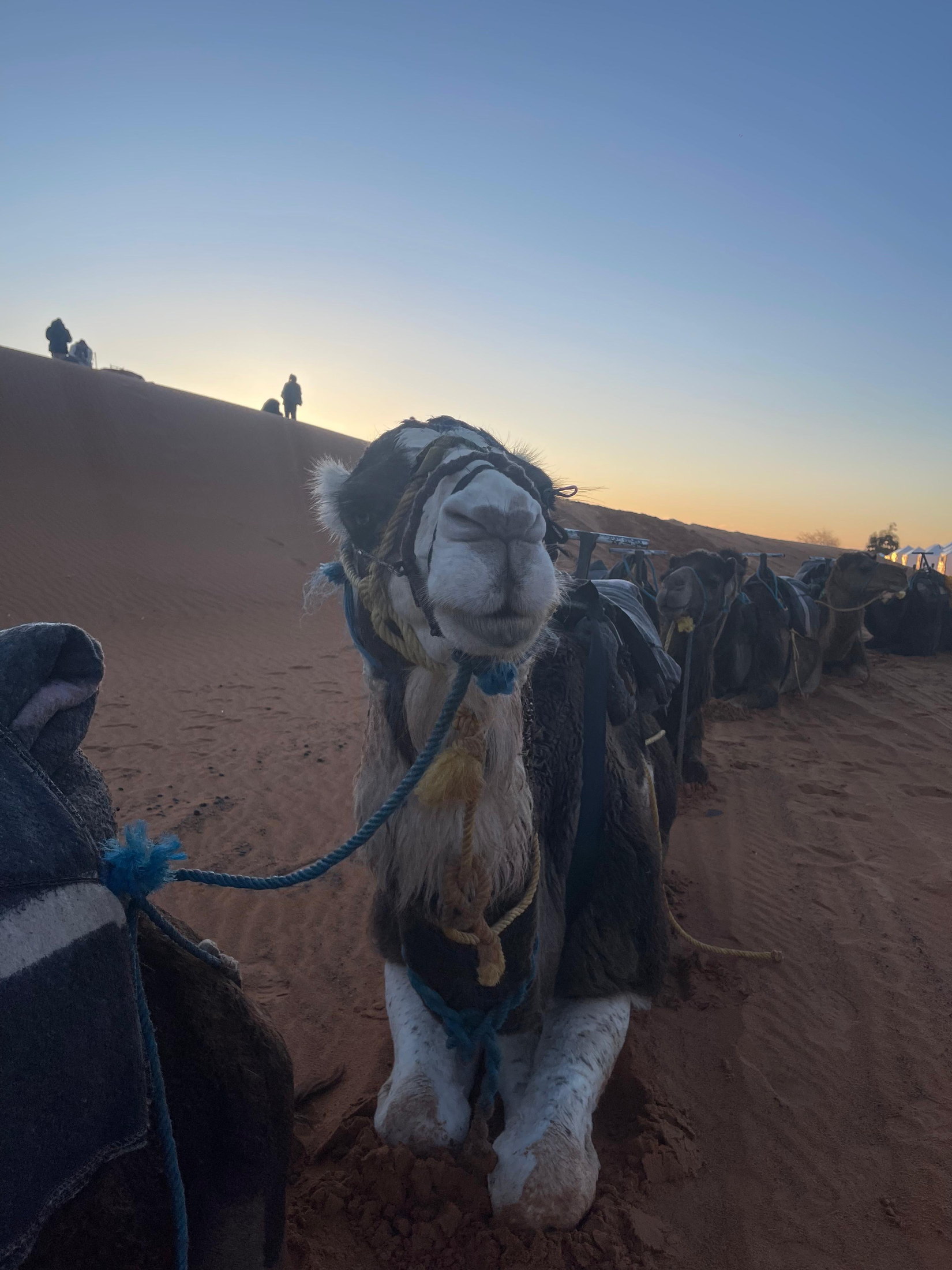 Dromedario ensillado esperando al amanecer junto a las dunas de Merzouga